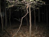 Chicago Ghost Hunters Group investigates Robinson Woods (208).JPG